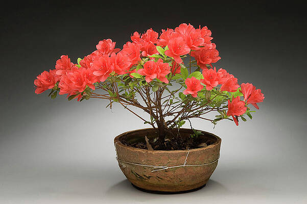 Bonsai Azalea 11 by Roy Ward Bonsai Azalea 11 by Roy Ward