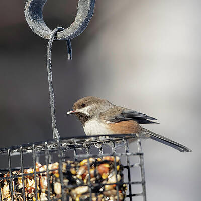 Boreal Chickadee at the Feeder in Alaska by Dee Carpenter Boreal Chickadee at the Feeder in Alaska by Dee Carpenter