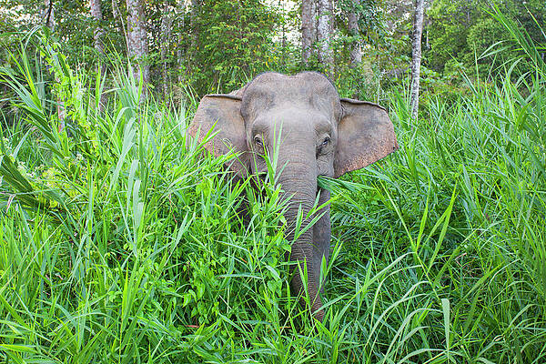 Wall Art - Photograph - Borneo Pygmy Elephant Kinabatangan River, Sabah by Sylvain Cordier / Naturepl.com