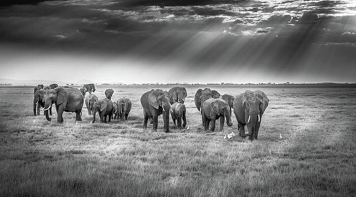 Elephants Roaming the Savanna Print