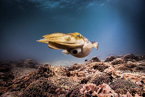 Vintage blobfish retro design underwater world - Blobfish - Tapestry