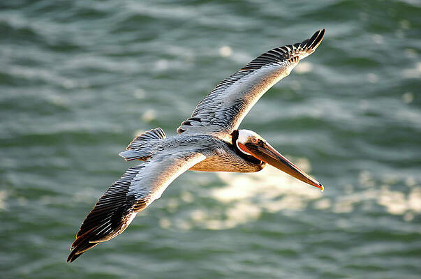 Brown Pelican in flight by David Shuler Brown Pelican in flight by David Shuler