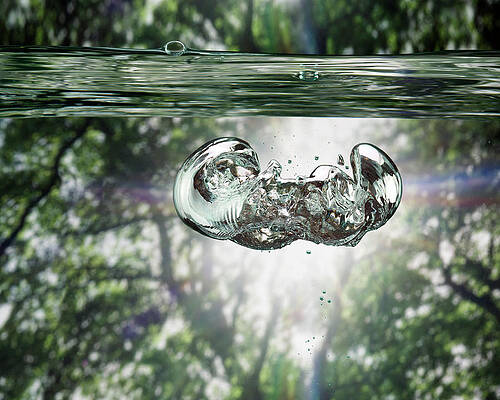 Wall Art - Photograph - Bubbles Underwater View, Trees In by Jonathan Knowles