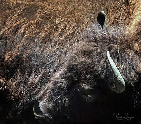 Buffalo Bull by Pamela Steege Buffalo Bull by Pamela Steege