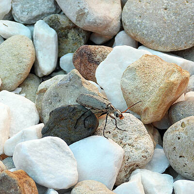Bug On The Rocks by David G Paul Bug On The Rocks by David G Paul