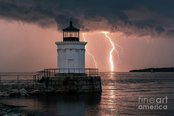 Bug Zapper by Jesse MacDonald Bug Zapper by Jesse MacDonald