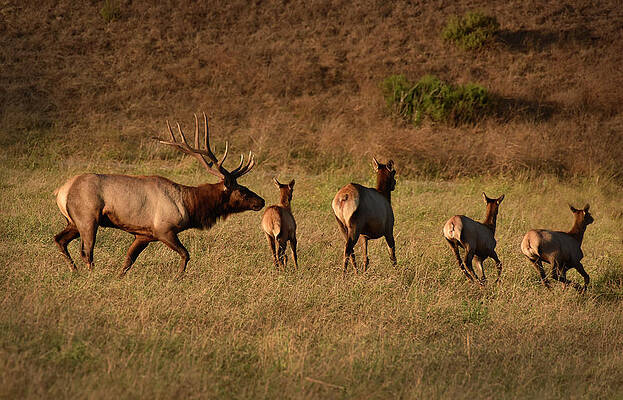 Bull Elk Keeps Harem In Line by Cindy McIntyre Bull Elk Keeps Harem In Line by Cindy McIntyre