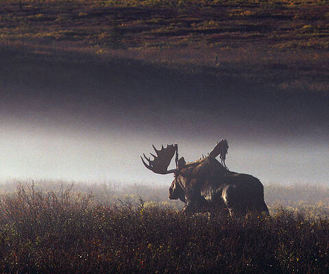 Bull Moose Alces Alces Walking Through Print by Johnny Johnson