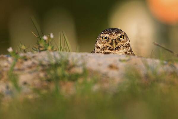 Wall Art - Photograph - Burrowing Owl (athene Cunicularia) by Rostislav Kralik
