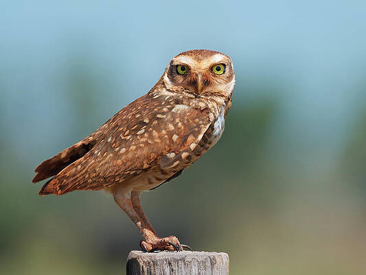 Wall Art - Photograph - Burrowing Owl by Peter Schoen