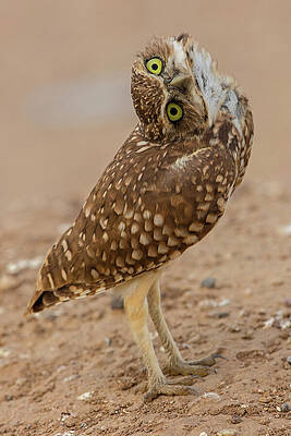 Wall Art - Photograph - Burrowing Owl Rotating Head, Arizona by John Cancalosi / Naturepl.com
