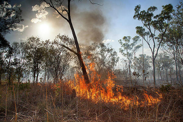 Wall Art - Photograph - Bush Fire Caused By Lightning Strike, Western Australia by Paul Williams / Naturepl.com