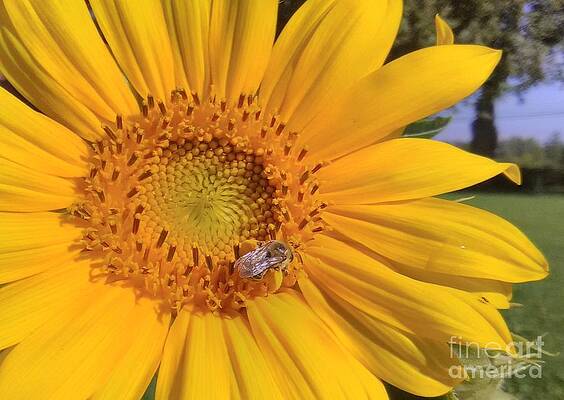 Busy Bee 2 by Damien Walter