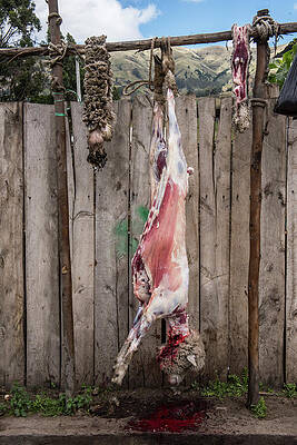 Wall Art - Photograph - Butchering Sheep, Chimborazo Province, Andes, Ecuador. July by Pete Oxford / Naturepl.com