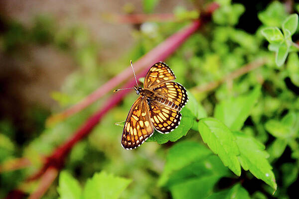 Butterfly by James Smullins Butterfly by James Smullins