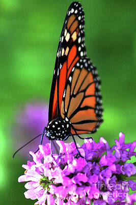 Butterfly on a Nepeta by Verana Stark Butterfly on a Nepeta by Verana Stark