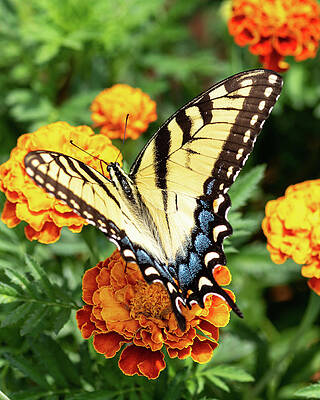 Wall Art - Photograph - Butterfly001 by Rob Narwid
