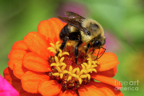 Buzzing a Zinnia by Lisa Lemmons-Powers Buzzing a Zinnia by Lisa Lemmons-Powers
