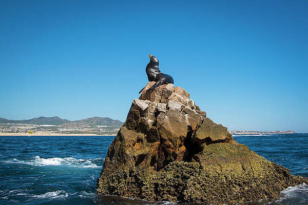 Wall Art - Photograph - Cabo Seal by Bill Cubitt