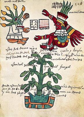 Wall Art - Drawing - Cacao tree. Page 228 from the Tudela Codex. Written in 1553 with annotations in Castilian. by Album