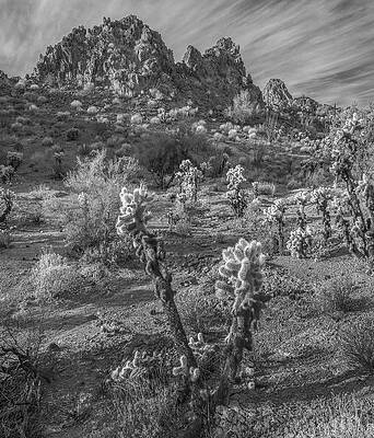 Cactus And Crater Range by Tim Fitzharris Cactus And Crater Range by Tim Fitzharris