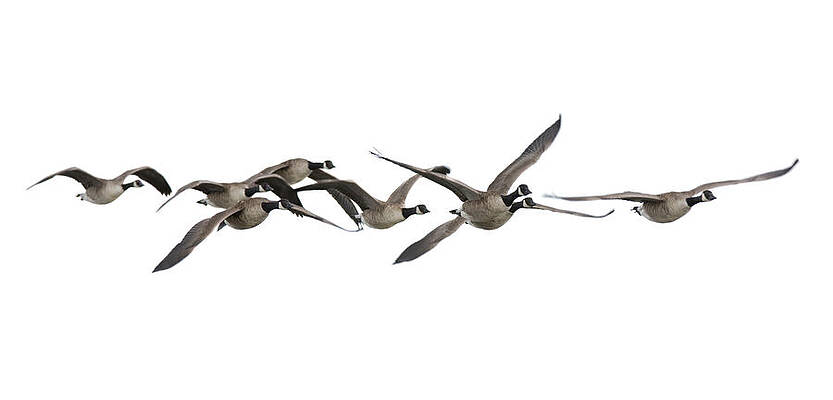 Goose Photos for Sale Photos