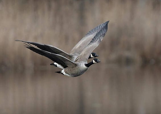 Wall Art - Photograph - Canada Goose (branta Canadensis) by Allan Wallberg