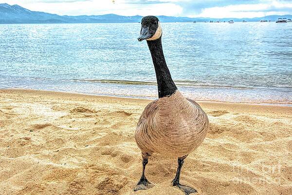 Canadian Goose by Joe Lach Canadian Goose by Joe Lach