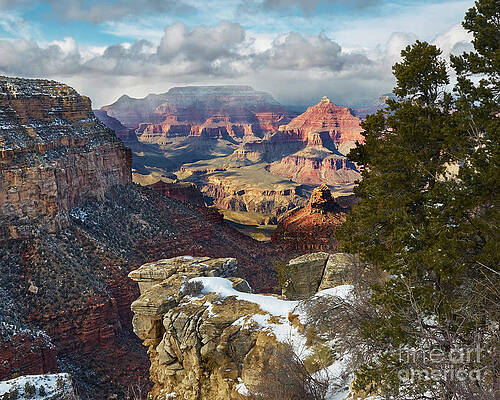 Canyon Tree by Steve Ondrus Canyon Tree by Steve Ondrus