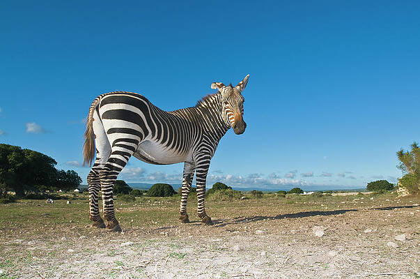 Wall Art - Photograph - Cape Mountain Zebra Equus Zebra Zebra by Peter Chadwick