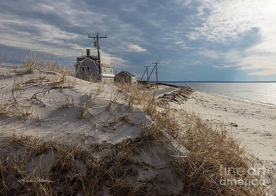 Wall Art - Photograph - Cape Shore Life by Michelle Constantine