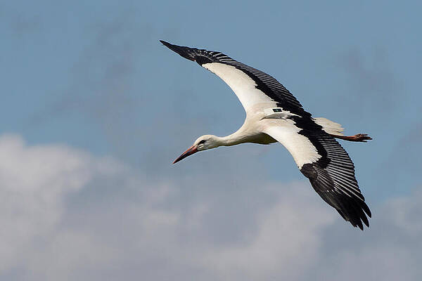 Wall Art - Photograph - Captive Reared Juvenile White Stork With A Gps Tracker On by Nick Upton / Naturepl.com
