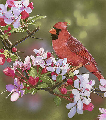 Bird Paintings (Page #18 of 35) | Fine Art America