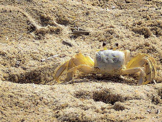 Ghost Crab - Outer Banks, NC by Lora J Wilson Ghost Crab - Outer Banks, NC by Lora J Wilson