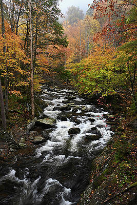 Cascade in Litttle Pigeon River in the Summertime by Darrell Young