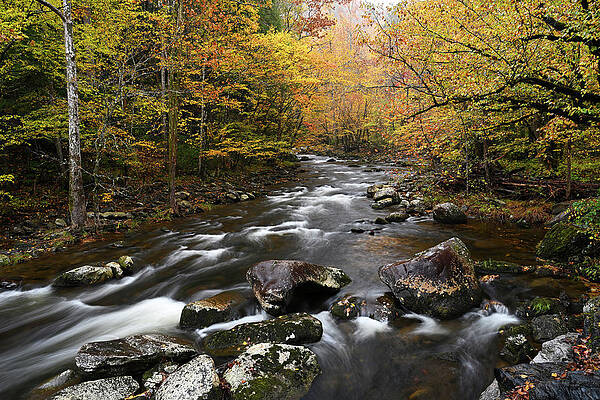 Cascades in Little Pigeon River in the Autumn by Darrell Young
