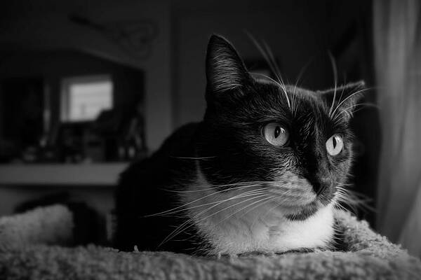 Tuxedo Cat Photos for Sale - Fine Art America