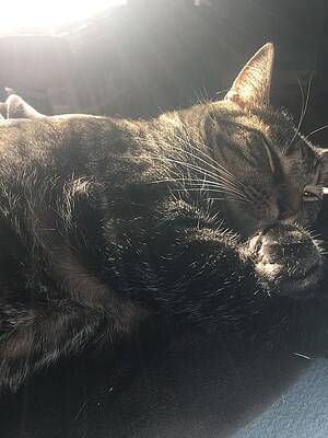 Catching Rays by Isabella Geraci Catching Rays by Isabella Geraci
