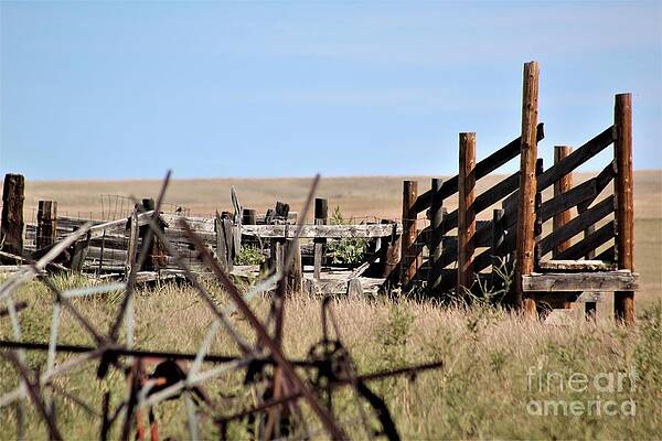 Wall Art - Photograph - Cattle Chute by Tammie J Jordan
