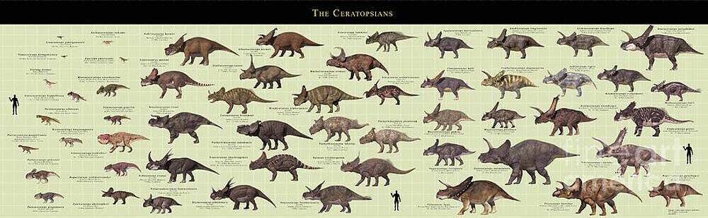 Wall Art - Photograph - Ceratopsian Dinosaur Comparative Chart by Science Photo Library
