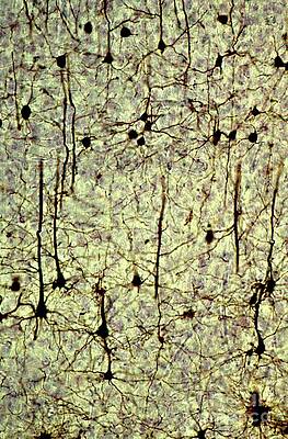 Wall Art - Photograph - Cerebral Cortex Pyramidal Neurons by Science Photo Library
