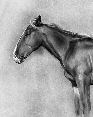Charcoal Horse Drawings  Horse Portraits from Photos