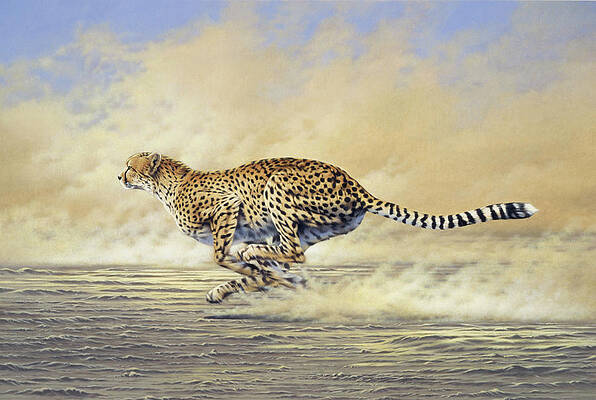 Cheetah Chase Art for Sale - Fine Art America