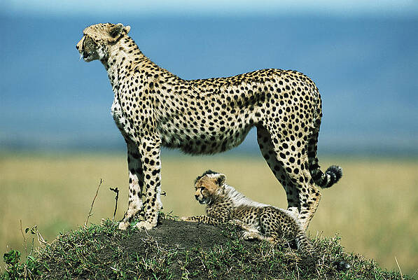 Wall Art - Photograph - Cheetah Acinonyx Jubatus And Cub On by Daryl Balfour