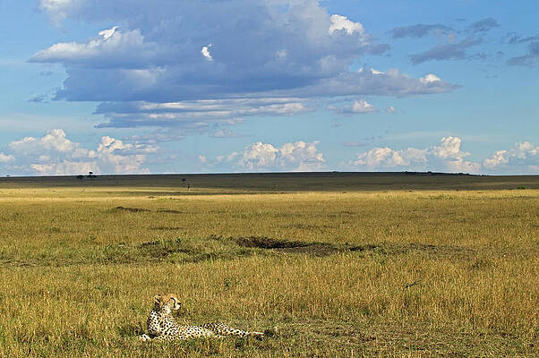 Wall Art - Photograph - Cheetah Resting On Open Plain Acinonyx by Adam Jones