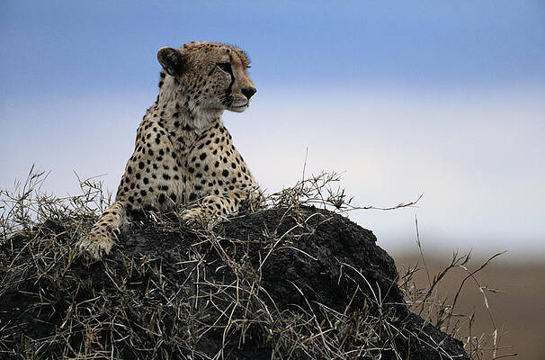 Wall Art - Photograph - Cheetah Resting On Termite Mound by James Gritz