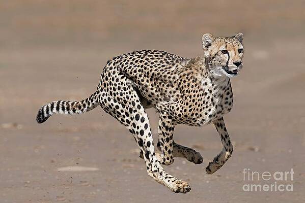 Wall Art - Photograph - Cheetah Running by Science Photo Library