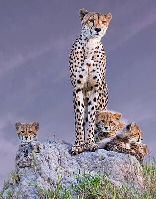 Wall Art - Photograph - Cheetah With Cubs At Dawn by Arun Mohanraj