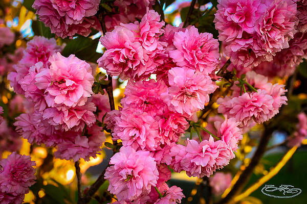 Cherry Blossom Tree by John Marr Cherry Blossom Tree by John Marr
