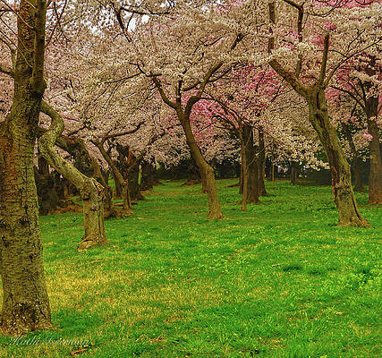 Wall Art - Photograph - Cherry Blossoms 2019B by Kathi Isserman